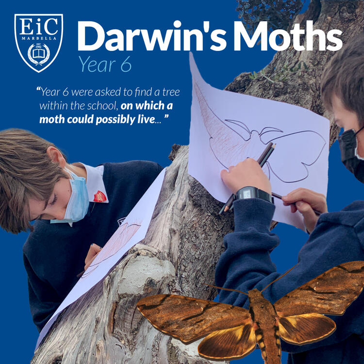 Year 6 learnt about Peppered moths also known as Darwin's Moths