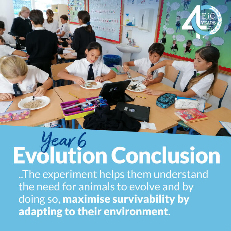 Year 6 - Evolution Conclusion