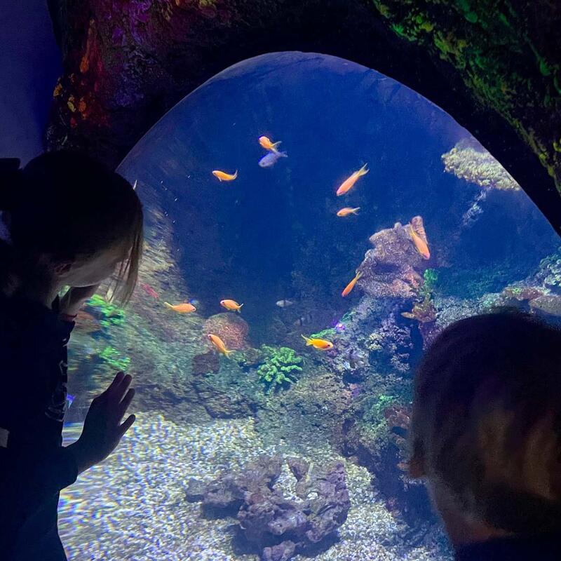 year-3-sealife-benalmadena-6.jpg