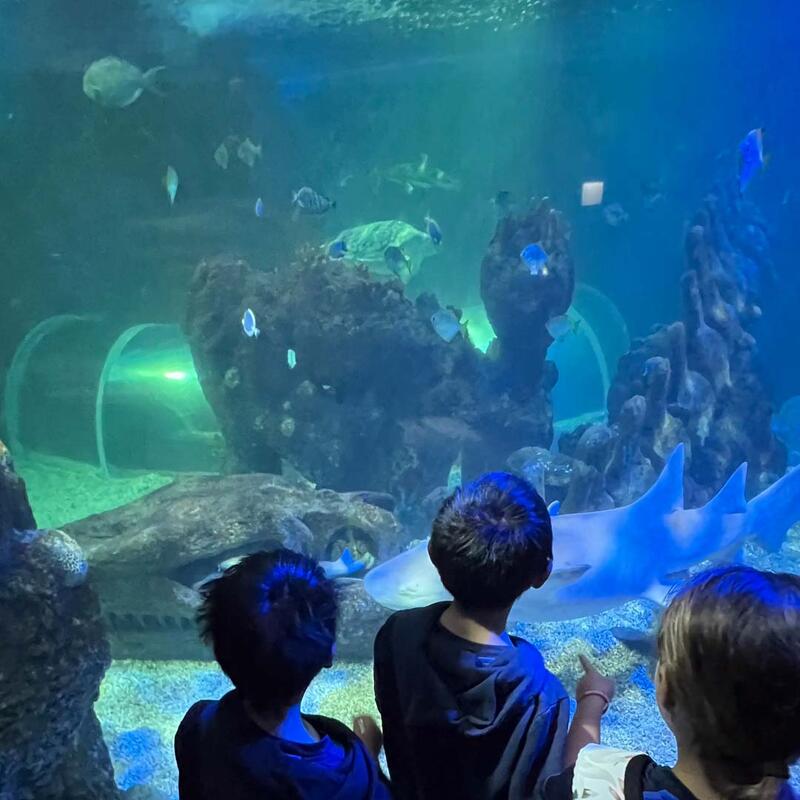 year-3-sealife-benalmadena-9.jpg