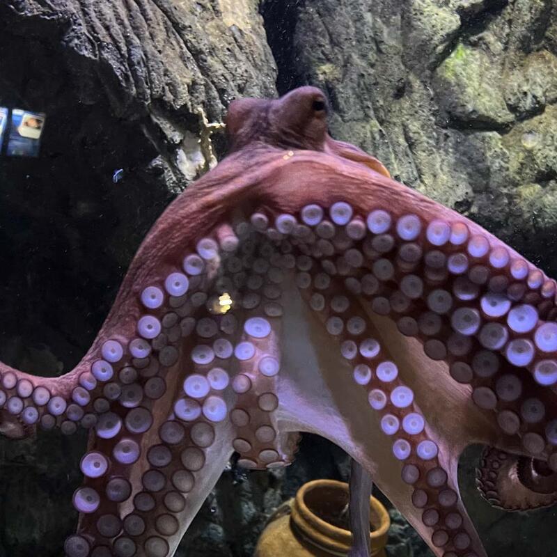 year-3-sealife-benalmadena-8.jpg