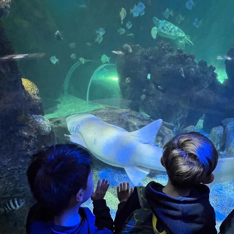 year-3-sealife-benalmadena-10.jpg