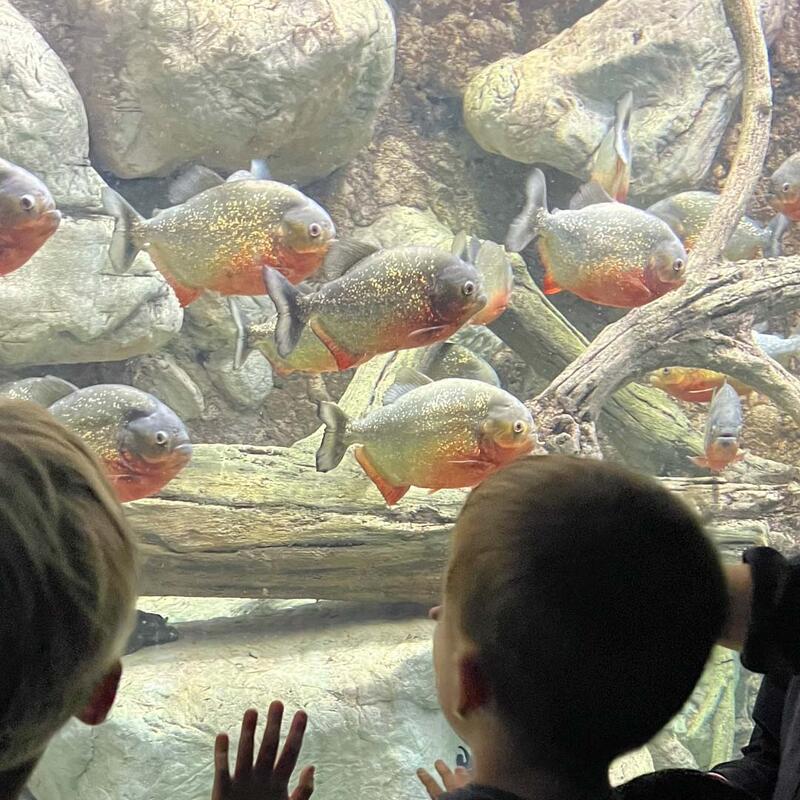 year-3-sealife-benalmadena-11.jpg